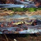 Hippo Wins