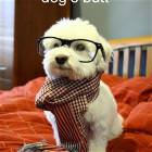 Hipster Dog