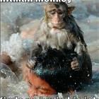 Hitman Monkey