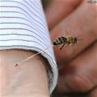 Honeybee Stinger