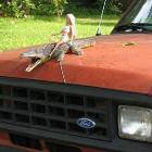 Hood Ornament