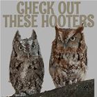 Hooters
