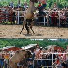 Horse Wins
