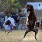 Horse Wins