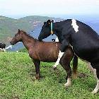Horsey Ride