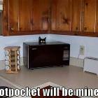 Hot Pocket Cat