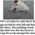 How Canadians Are Hatched