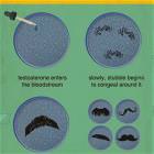 How Mustaches Grow