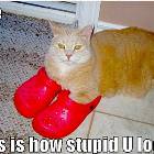 How Stupid You Look