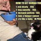 How To Get Human Food