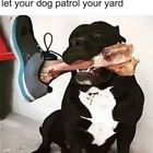 How To Protect Your Yard