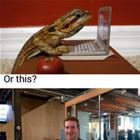 How Would A Lizard Use It