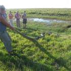 Huge Snake