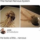 Human Nervous System