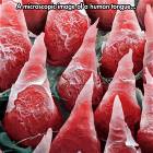 Human Tongue
