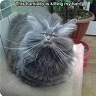 Humid Day