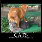 Humiliate Cats   Copy