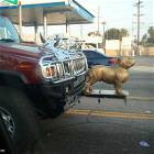 Hummer Hood Ornament