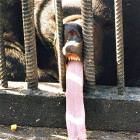 Hungry Bear