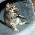 Hungry Cat
