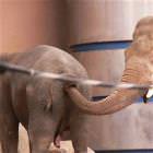 Hungry Elephant