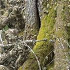 I Am One With The Tree