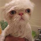 I Are Wet Cat