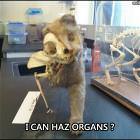 I Can Haz Organz