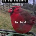 I Eat Like A Bird