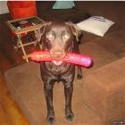 I Fetched It