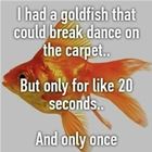 I Had A Goldfish