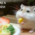 I Has A Corm