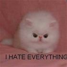I Hate Everything
