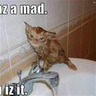 I Haz A Mad