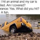 I Hit An Animal