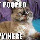I Just Pooped