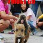 I Must Go