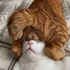 I Own You