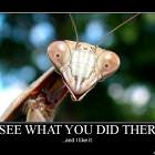 I See What You Did