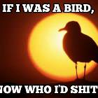 If I Was A Bird