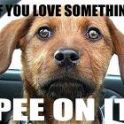 If You Love Something