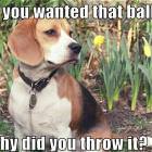 If You Wanted The Ball