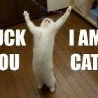 Im A Cat