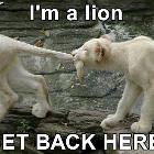 Im A Lion