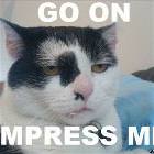Impres Cat