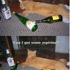 In Your Booze Cat