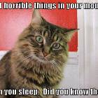 In Your Mouth Cat