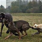 Insane Dog Fight