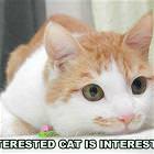 Interested Cat