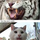 Internet Vs Reality People